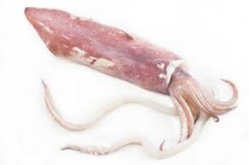 SQUID FROM CHINA